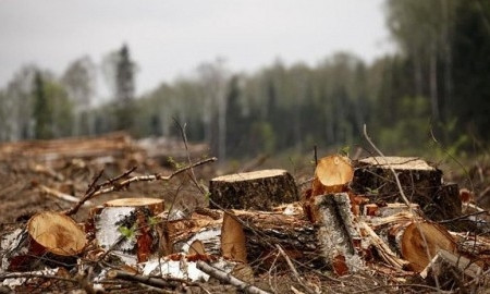 Житель Николаевщины незаконно нарубил деревьев на 49 тыс гривен