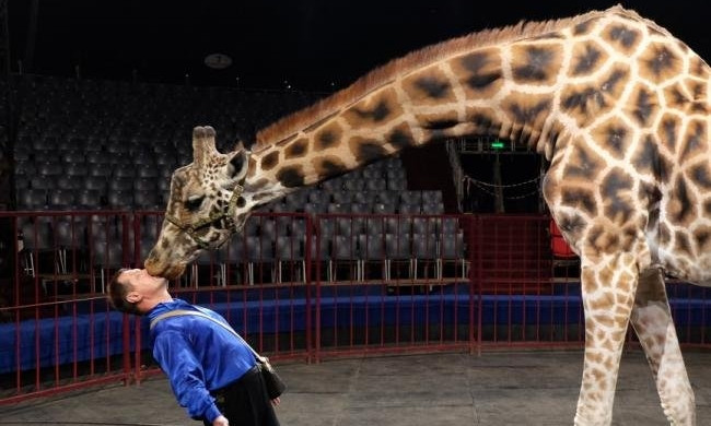 Николаевские зоозащитники хотят запретить передвижные цирки с животными