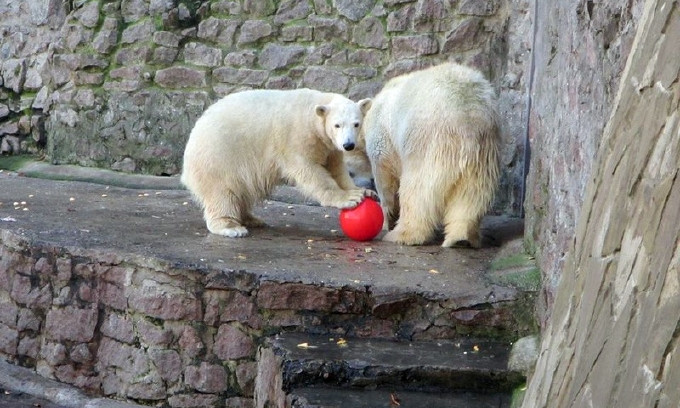 Белые мишки Николаевского зоопарка резвились, радуясь подаркам от европейских опекунов