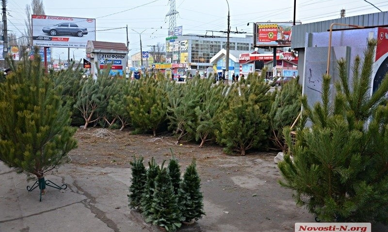 «Николаевцы останутся без ёлок»: исполком не утвердил места для продажи новогодней атрибутики
