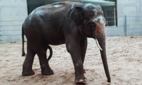 В николаевском зоопарке слоников впервые вывели на прогулку по январской травке