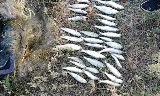 В Николаевской области браконьеры незаконно выловили более 100 килограмм рыбы