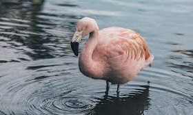 На Николаевщину вернулись фламинго