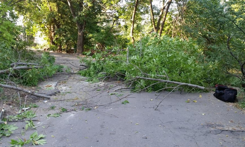 Под Варваровским мостом без каких-либо разрешений неизвестные уничтожают здоровые деревья