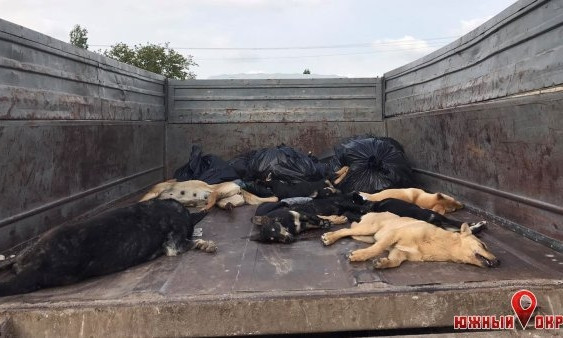 В Коблево жестоко расправились с бездомными собаками