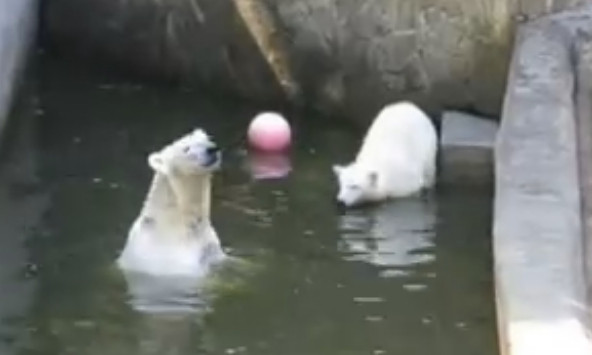 В Николаевском зоопарке утро для белых медведей начинается с водных процедур