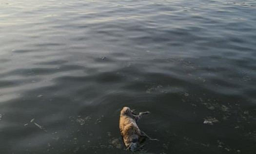 На Нижнем БАМе плавал труп собаки, ужасный смрад
