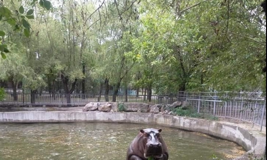 В Николаевском зоопарке бегемотиха Рикки радует посетителей своими «акробатическими трюками»