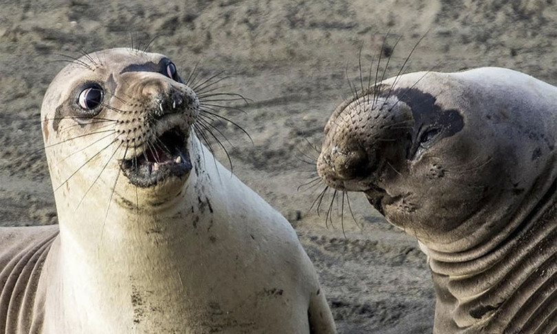 Представлены смешные фотографии животных, претендующие на победу в конкурсе Comedy Wildlife Photography
