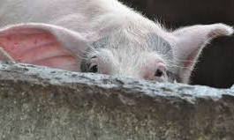 В Новой Одессе зафиксирован новый случай африканской чумы свиней