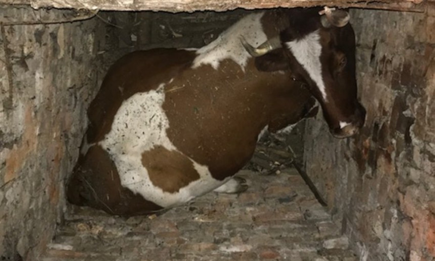 Нелегкая это работа: николаевские спасатели вытащили из ямы корову «с избыточным весом»